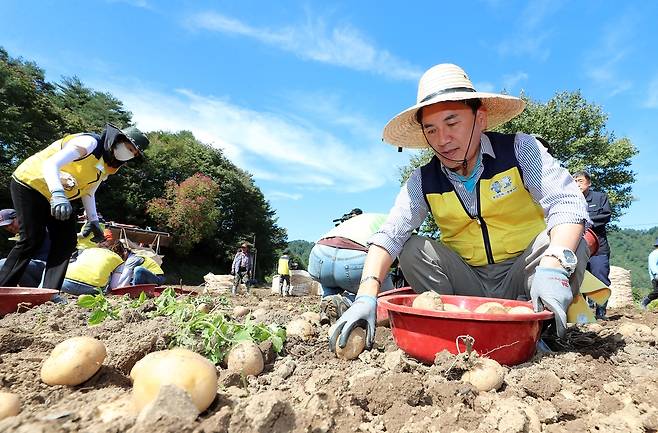 김진태 강원 지사가 23일 정선군 임계면을 찾아 감자 수확을 돕고 있다. [강원도 제공·재판매 및 DB 금지]