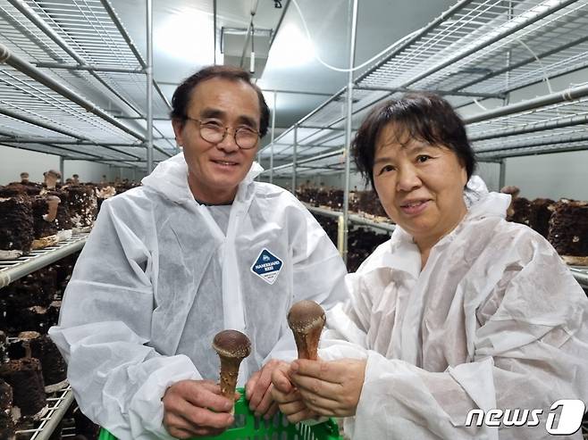 가평참송이농장 유종태(69·왼쪽), 김순덕(65) 부부가 수확한 참송이 버섯을 들고 있다. /뉴스1 ⓒ News1 양희문 기자