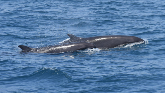 지난 6월 동해 목시조사에서 흑범고래 수백여 마리가 한꺼번에 발견됐다. 국립수산과학원 제공