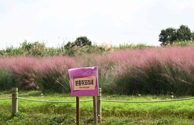 22일 서울 마포구 상암동 하늘공원 핑크뮬리가 분홍색으로 변하고 있다. 이곳은 사람들의 출입을 막기 위해 울타리를 설치했다. 왕태석 선임기자