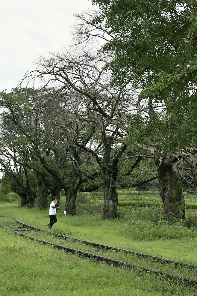 서도역 벚나무길.