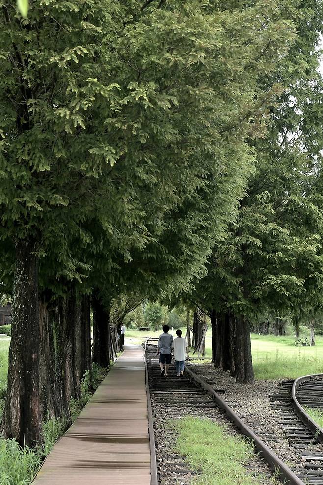 역사방면 메타세쿼이아길.