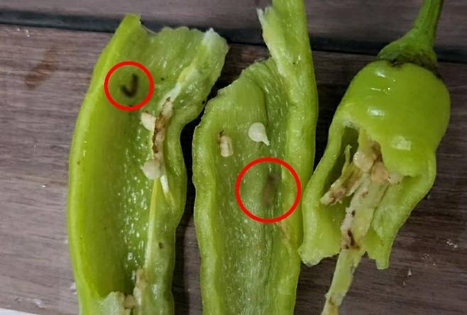 고추 속 애벌레 / 사진=연합뉴스