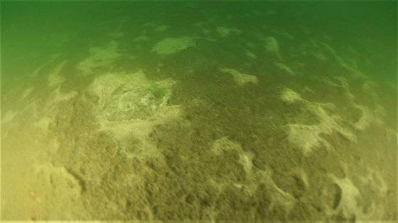 남해 진해만의 빈산소 발생 해역을 수중 카메라로 촬영한 모습. 사진 김일남 인천대 교수