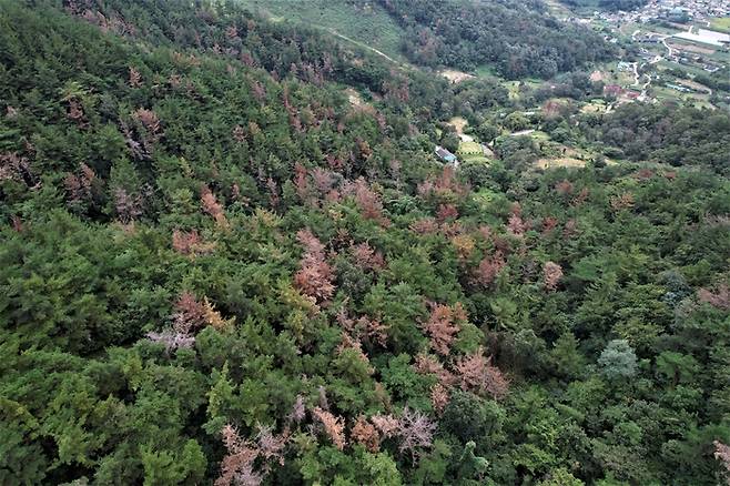 경남 지역 산림의 소나무재선충병에 감염돼 적갈색으로 물든 소나무 모습. 녹색연합 제공.