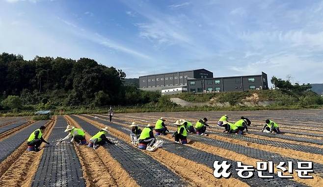 26일 경기 안성 마늘농가에서 농협물류 임직원들이 일손돕기 활동을 하고 있다.