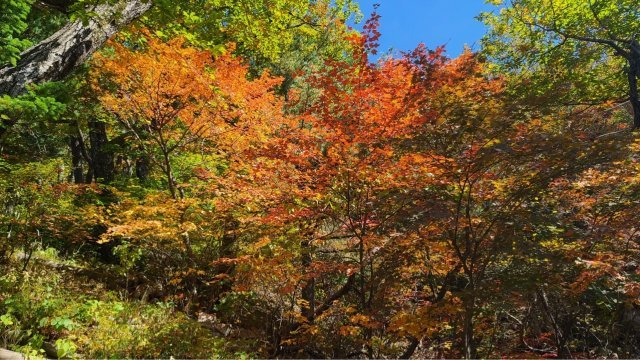 중청대피소 인근의 단풍. 강원지방기상청 제공