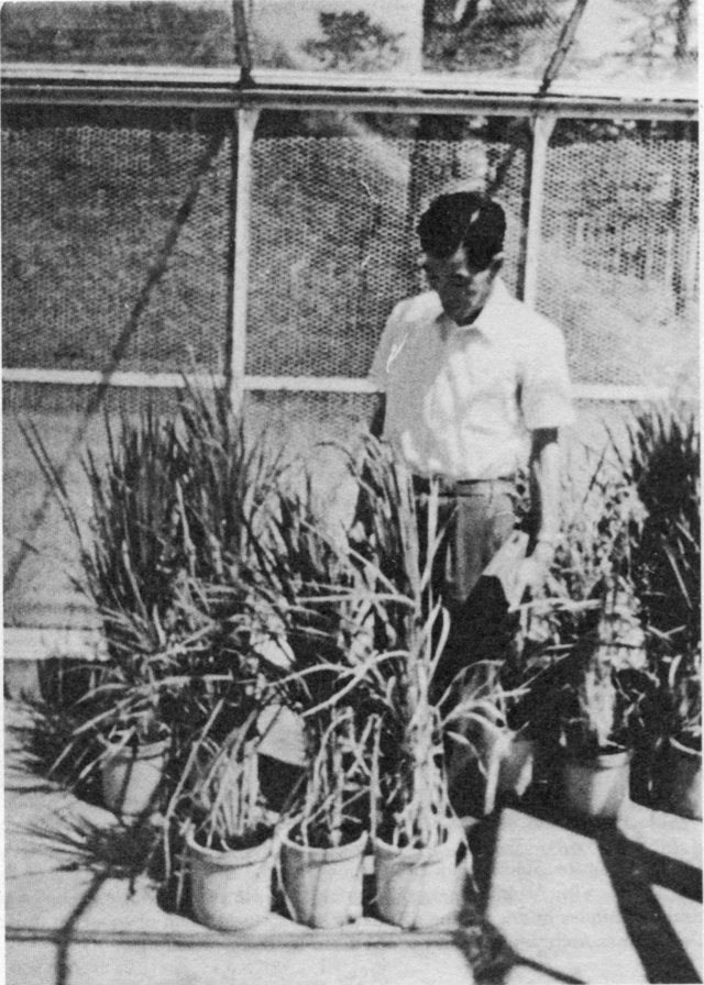 1960년대 일본인 변이식물 육종가 카와이 타케시가 자신이 만든 변종 쌀과 함께 서 있다./사진 출처=IAEA