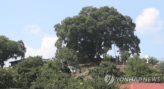 '이상한 변호사 우영우' 속 팽나무  [연합뉴스 자료사진]