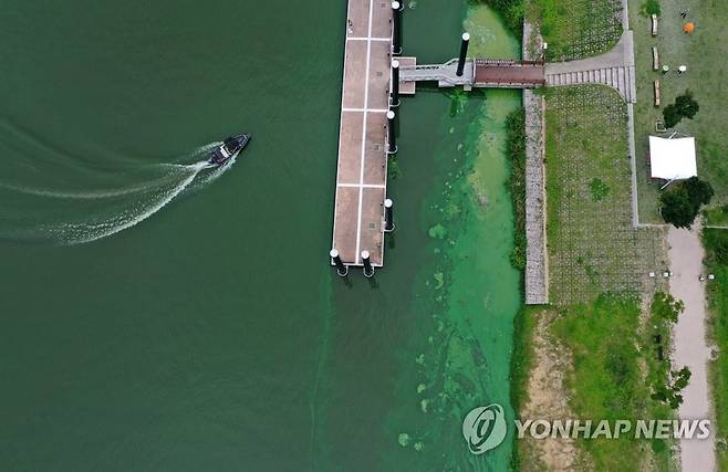 지난달 11일 부산시민들의 식수 원수를 취수하는 경남 물금·매리 취수장 인근 낙동강이 녹조로 초록색을 띄고 있다. [연합뉴스 자료사진]