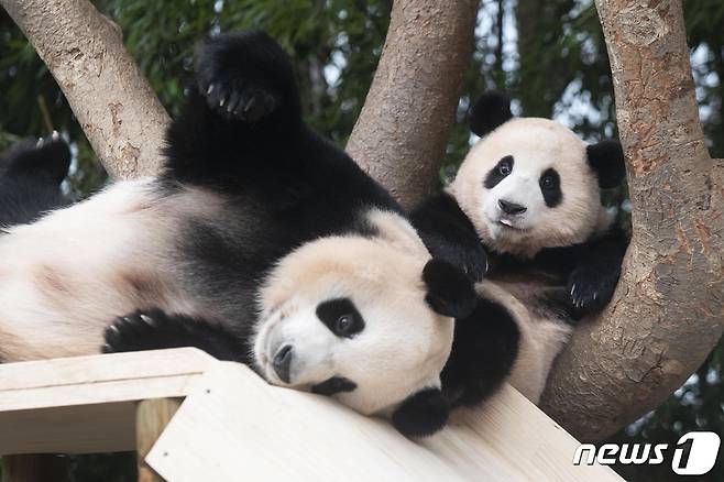 사진은 엄마(아이바오)와 놀고 있는 에버랜드 아기판다 푸바오. (에버랜드 제공) 2021.7.20/뉴스1(사진은 기사 내용과 무관함)
