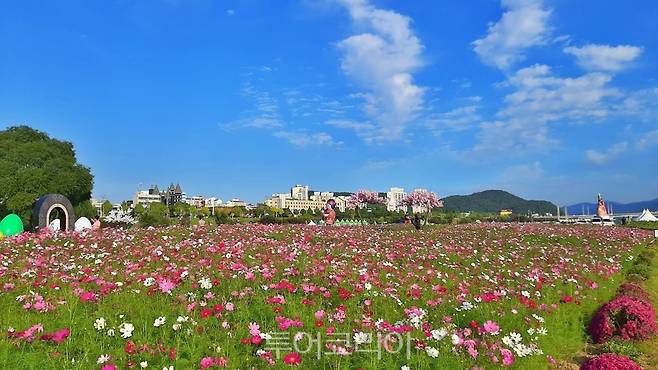 코스모스 활짝 피어난 공주군 금강신관공원