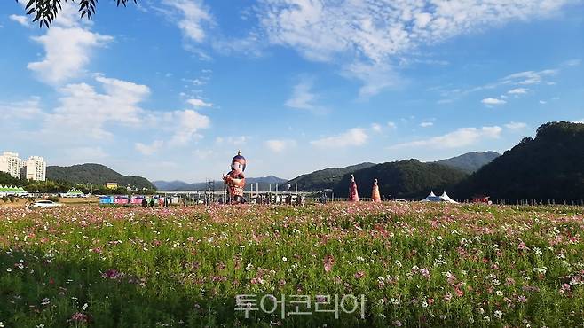 코스모스 활짝 피어난 공주군 금강신관공원