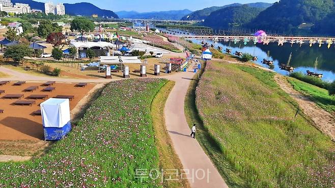 코스모스 활짝 피어난 공주군 금강신관공원
