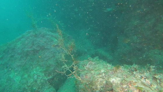 The same sargassum forest seen destroyed in Jeju Island's Seogwipo, in April this year [GREEN KOREA]