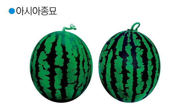 신설강102 / 플러스허니큐.