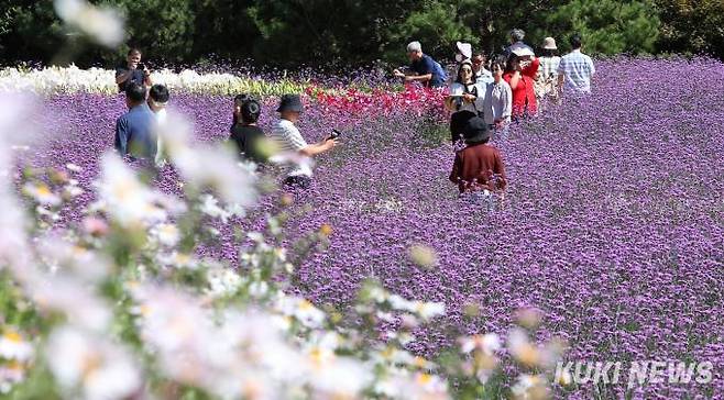 주말인 1일 강원 인제 용대관광단지에서 가을꽃축제가 열려 관광객들이 활짝 핀 버들마편초 꽃길을 걸으며 즐거운 시간을 보내고 있다.