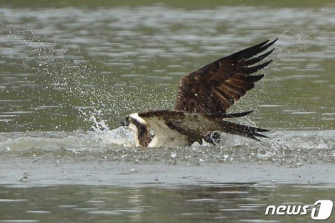 물수리 한 마리가 2일 경북 포항시 남구 형산강에서 물고기를 사냥하고 있다. 2022.10.2/뉴스1 ⓒ News1 최창호 기자