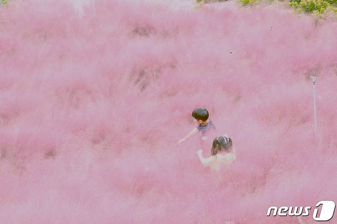 개천절 연휴인 2일 제주 서귀포시 안덕면 덕수리 소재 카페에 있는 핑크뮬리 정원에서 관광객들이 제주의 가을 정취를 만끽하고 있다. 2022.10.2/뉴스1 ⓒ News1 강승남 기자