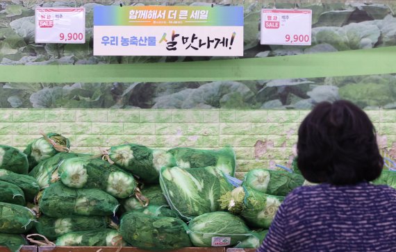 서울 서초구 양재 하나로마트에서 고객이 배추를 고르고 있는 모습. 연합