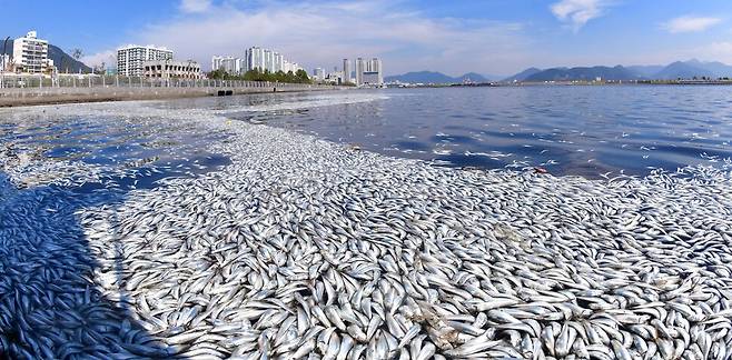 지난 2일 창원특례시 마산합포구 마산해양신도시 인근 바닷가에 죽은 물고기들이 물위에 가득차 있다. 경남도민일보 제공