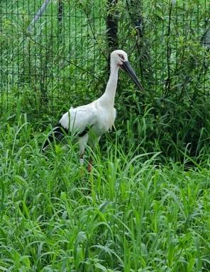경남 김해 봉하뜰에 입식된 황새 금이(암컷)  김해시 제공