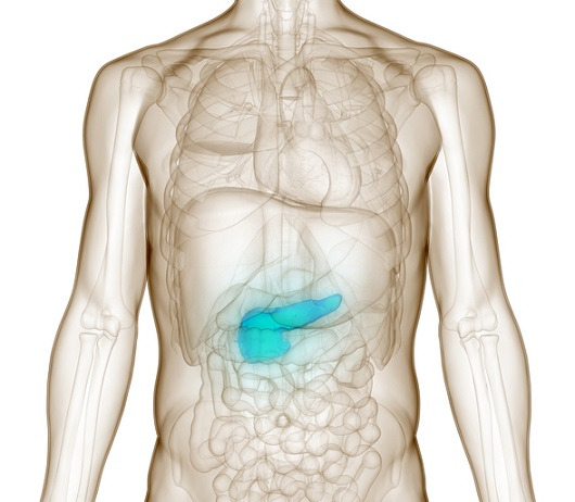 췌장｜출처:게티이미지 뱅크