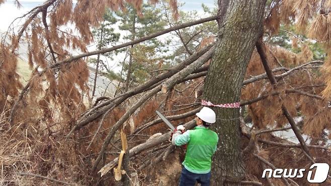 피해목 벌채 모습