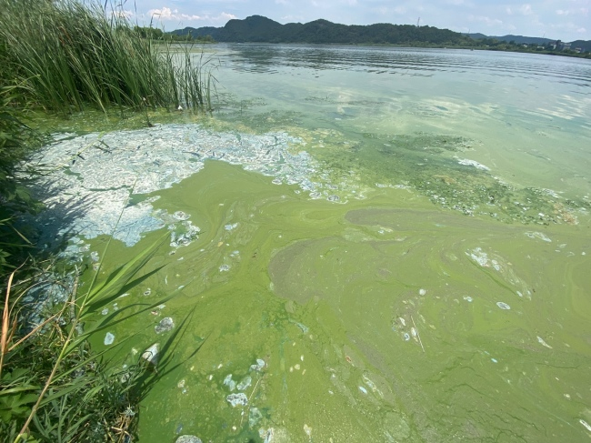 지난 7월 경북 성주군 선남면 성주대교 인근 낙동강 변에 짙은 녹조가 번져 있다. 대구환경운동연합 제공