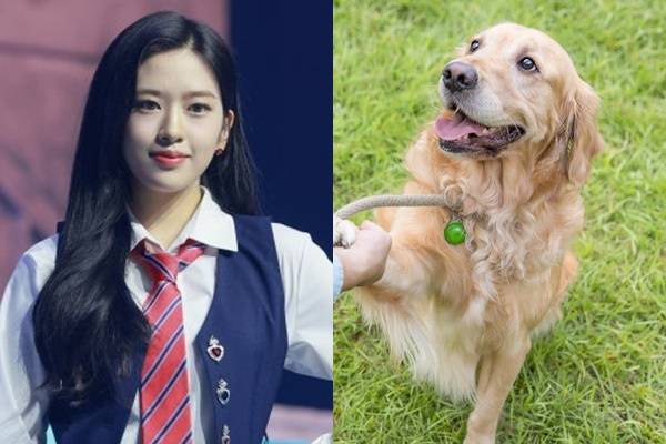 안유진이 자신의 별명 '댕댕이'를 언급했다. 사진은 지난 4월 '러브 다이브(LOVE DIVE)' 발매 기념 쇼케이스에서 포즈를 취하고 있는 안유진과 골든 레트리버(사진은 기사내용과 무관)./사진=장동규 기자, 이미지투데이