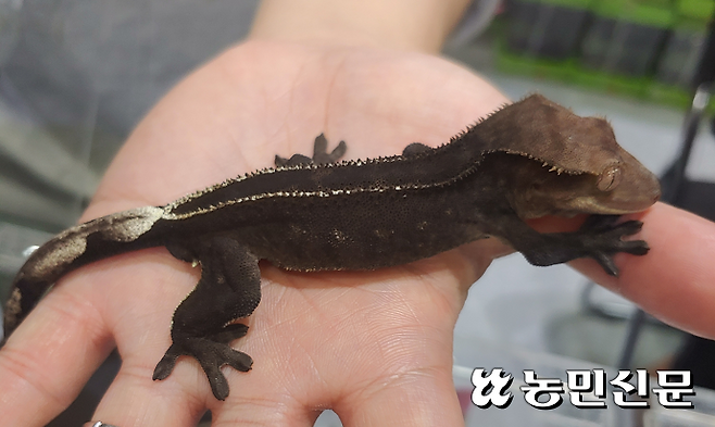 아잔틱 게코