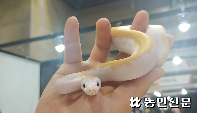 볼파이톤