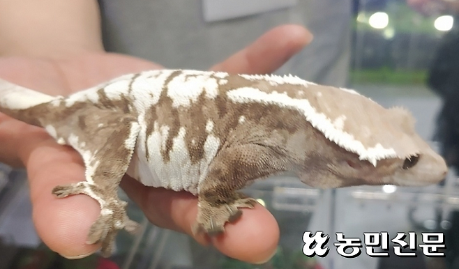 릴리 화이트 게코