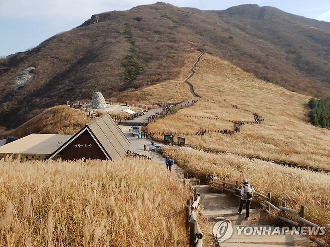 영남알프스 억새평원 [연합뉴스 자료사진]