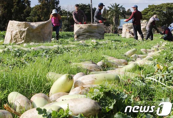 제주 서귀포시 성산읍 한 무밭에서 농부들이 월동무를 수확하고 있다(뉴스1DB) ⓒ News1