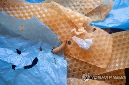 폴리에틸렌 먹어 치우는 꿀벌부채명나방 애벌레  [Simona Gaddi 제공/ 로이터 연합뉴스]