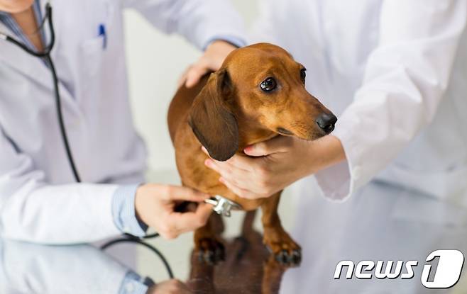 동물병원에서 진료 받는 강아지(사진 이미지투데이) /뉴스1