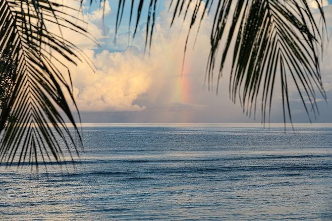 건비치에서 야자수 사이로 바라본 수평선에 무지개가 솟아 있다. [사진/진성철 기자]