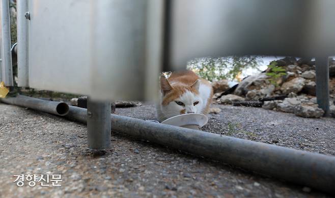 경기 광명시 재개발 지역에 서식하는 ‘온달이’가 오 대표가 준 먹이를 먹고 있다.