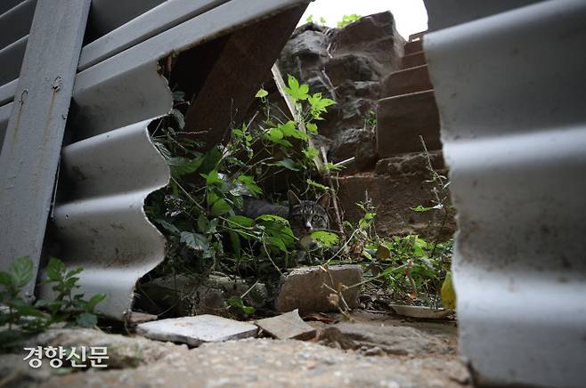 경기 광명시 재개발 지역에 서식하는 공사장 가림막에 내놓은 생태통로 앞에 서있다.