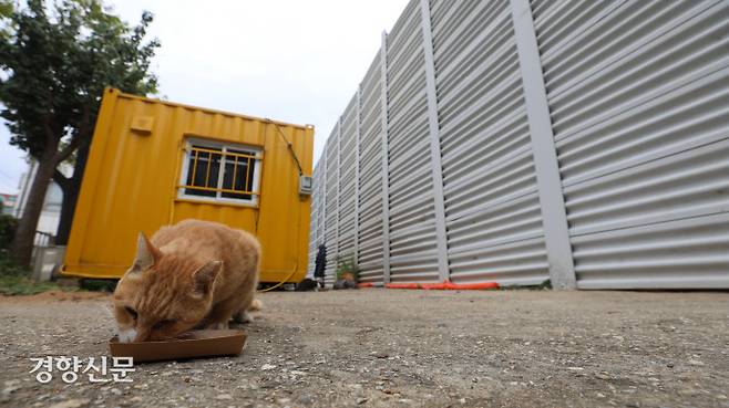 길고양이 한 마리가 재개발 공사장 옆 공터에서 먹이를 먹고 있다.