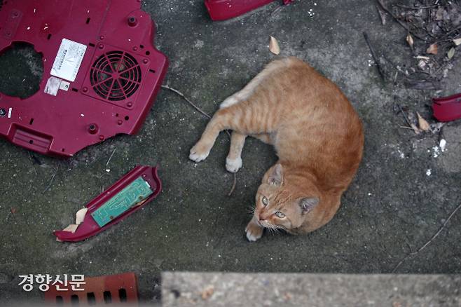 이주가 완료된 재개발 구역 공가 내 마당에서 길고양이 한 마리가 플라스틱 잔해물 사이에서 휴식을 취하고 있다.