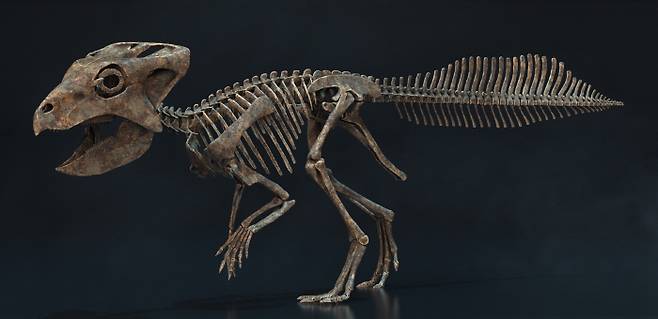 코리아케라톱스 화성엔시스 골격 복원도 [사진 제공 = 화성시]