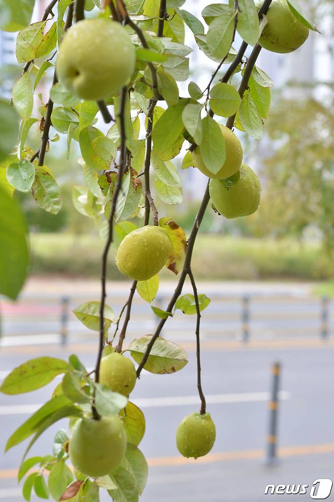 6일 경북 포항시 남구 대잠동 도로변에 있는 모과나무에 모과가 주렁주렁 열려 만추의 정취를 안겨주고 있다. 2022.10.6/뉴스1 ⓒ News1 최창호 기자