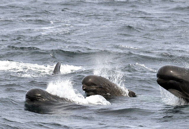 참거두고래는 북대서양의 깊고 찬 바다에서 무리지어 산다. 사진=Bill Thompson/ USFW, 위키미디어 코먼스