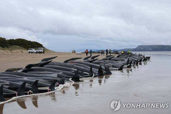 지난 9월 호주 태즈메이니아섬 한 해변에 좌초돼 폐사한 돌고래들
[AFP 연합뉴스 자료사진]