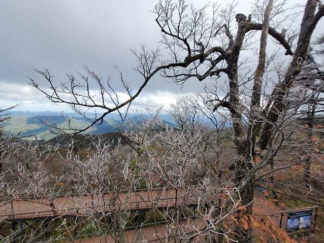 10일 강원 평창군 대관령면 발왕산(해발 1458m) 정상에 올해 첫 상고대가 관측됐다. 용평리조트 제공