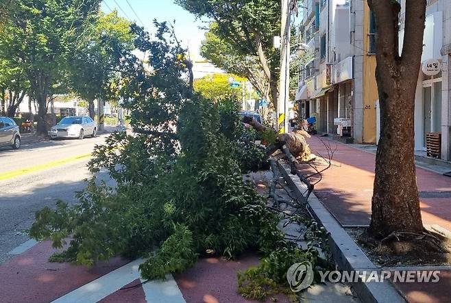 강풍에 부러진 가로수 (강릉=연합뉴스) 10일 강풍 특보가 내려진 가운데 거센 바람이 불어 강원 강릉시 포남동에서는 가로수가 부러졌다. 2022.10.10 [강릉시 제공. 재판매 및 DB 금지] photo@yna.co.kr