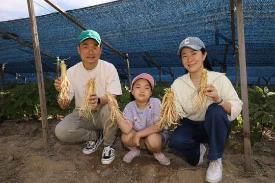 금산군은 지난 30일부터 11일까지 제40회 금산인삼축제 기간에 100만 명의 관광객이 찾는 인삼대표축제로 자리했다.사진은 금산인삼축제 인삼캐기 프로그램에 참가한 가족모습. 사진=금산군 제공