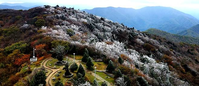 [평창=뉴시스] 김경목 기자 = 10일 오후 강원도 평창군 발왕산(해발 1458ｍ) 단풍나무, 주목 등에 올 가을 첫 상고대가 내려앉으면서 가을과 겨울의 풍경이 한눈에 들어오고 있다. 기상청에 따르면 이날 오후 1시25분 기준 기온은 0도, 강수량은 0.5㎜, 풍속은 초속 1.4ｍ로 관측됐다. 이날 발왕산에는 눈도 조금 내린 것으로 보인다. (사진=용평리조트 제공) 2022.10.10. photo@newsis.com *재판매 및 DB 금지